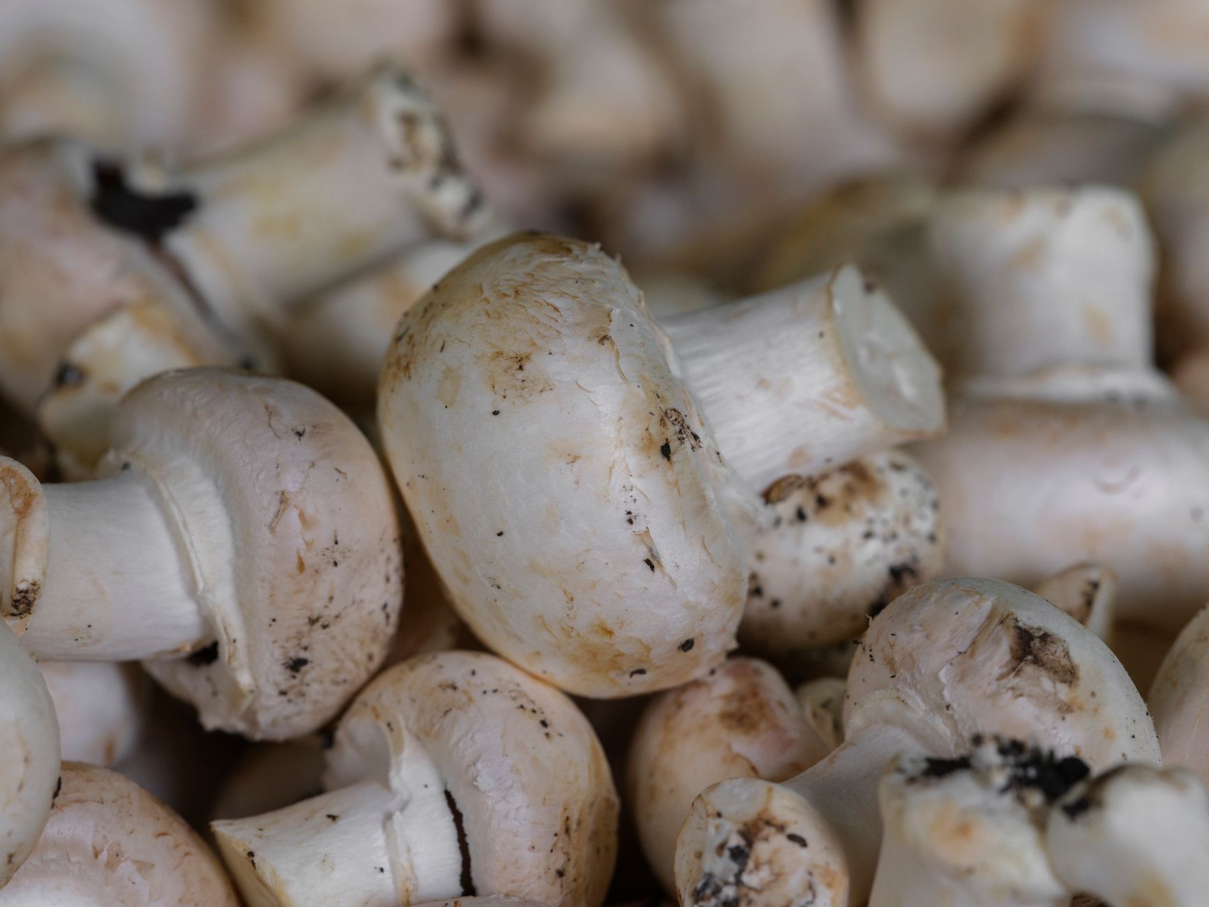 Fungi Waste Insulation: Is It the Best Eco-Friendly Solution?